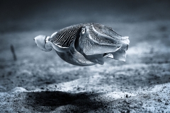 Neutral buoyancy Cuttlefish just disapproves ...