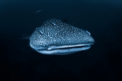 Whale-Shark-Rhincodon-typus-Sail-Rock-007